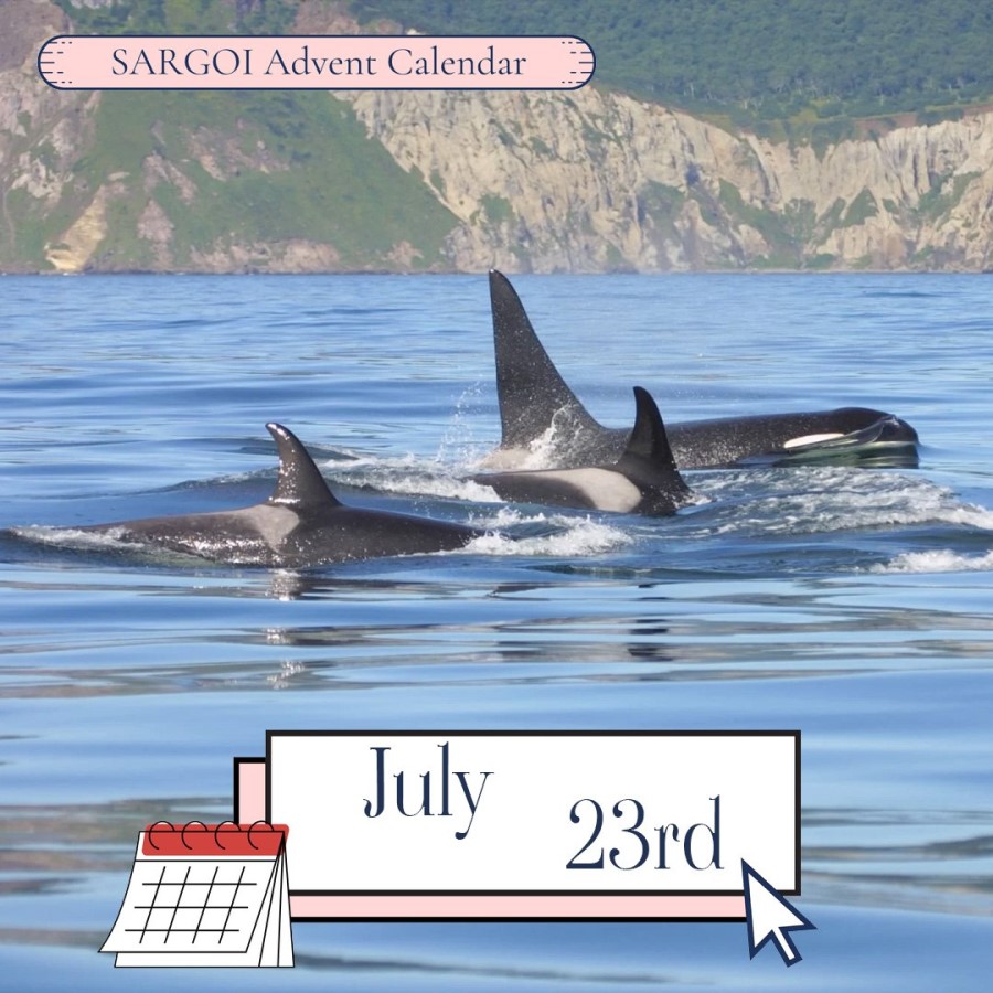 Whale and Dolphin Day 